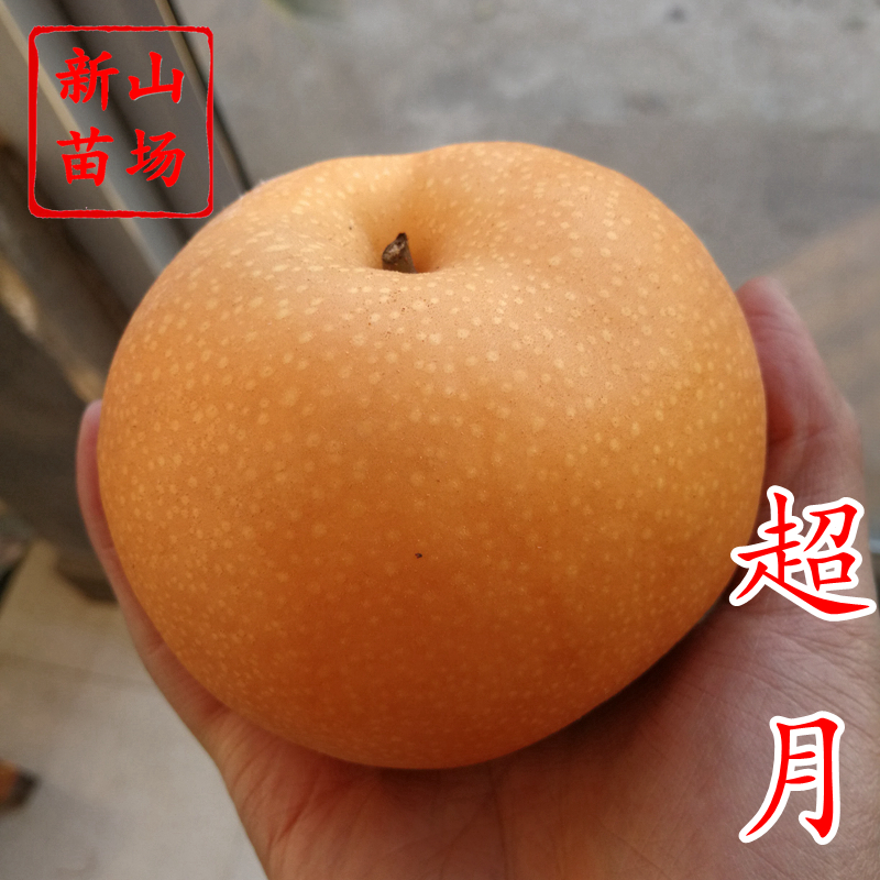 超月梨苗