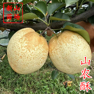 山农酥梨苗