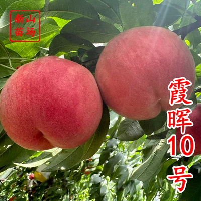 霞晖10号桃苗