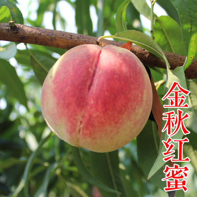 金秋红蜜冬桃苗
