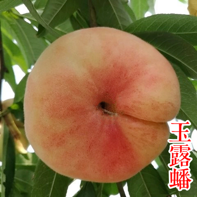 玉露蟠桃苗