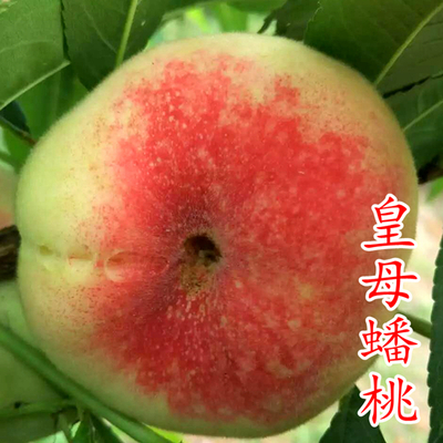 皇母蟠桃苗