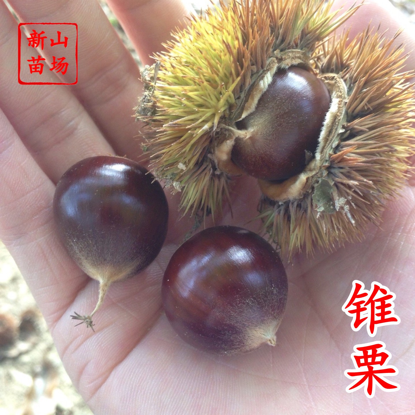 锥栗