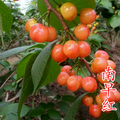 南早红樱桃苗