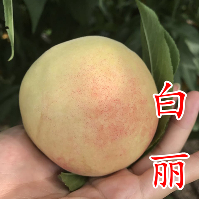 白丽水蜜桃苗
