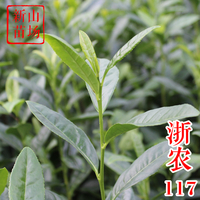 茶苗-浙农117茶叶苗