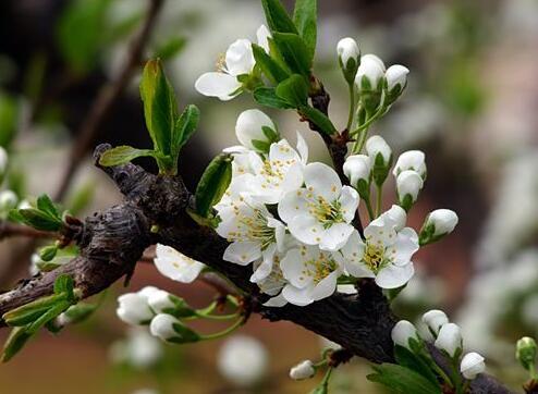 嵊州桃形李开花和结果的时间【浙江新山苗场】 - 嵊州市新山苗场官网