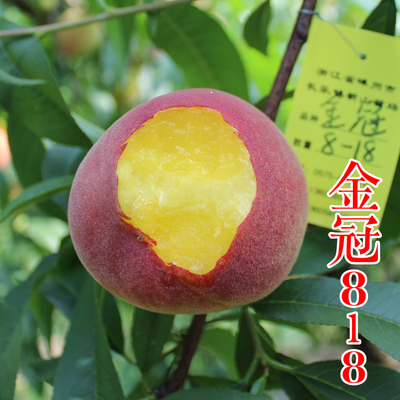 金冠8-18黄桃苗
