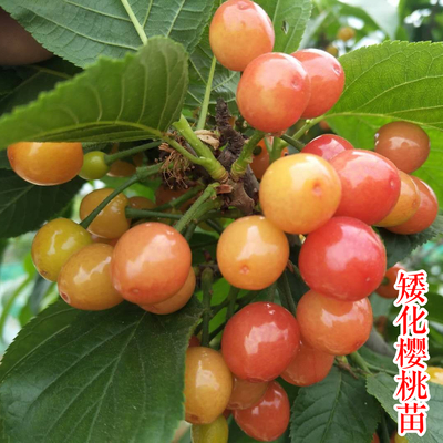 盆栽矮化樱桃苗