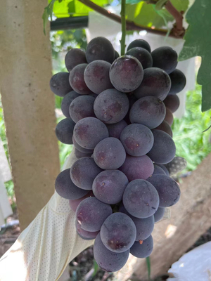 葡萄-黑皇葡萄苗