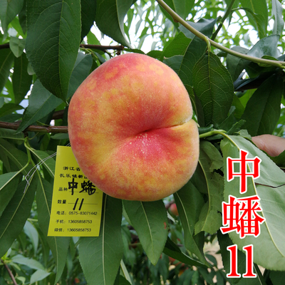 中蟠11号桃苗（黄金蟠）