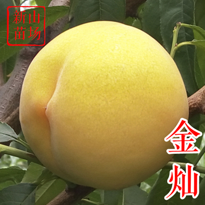 金灿黄桃苗