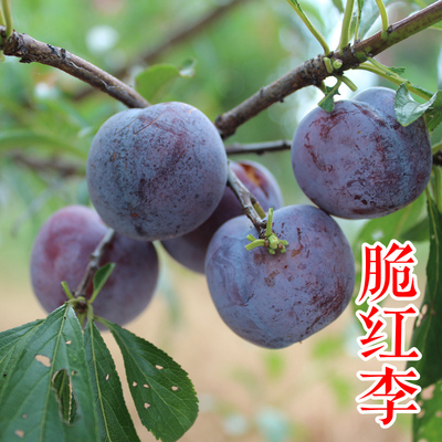 脆红李苗