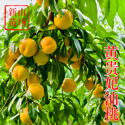 黄贵妃油桃