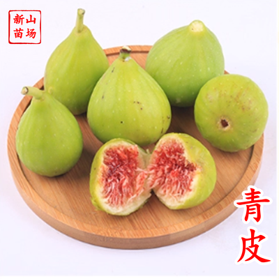 青皮无花果苗