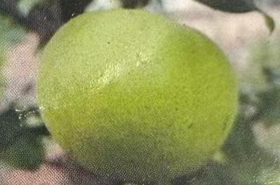 中梨金露梨树苗
