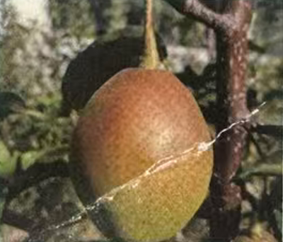 中梨秋香梨树苗