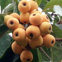 春花枇杷