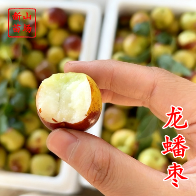 龙蟠枣