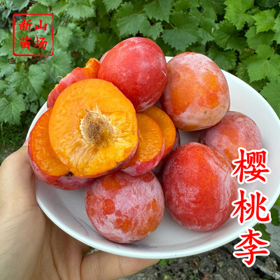 美国樱桃李