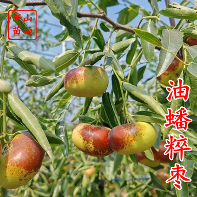 油蟠粹枣