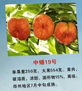 中蟠19号