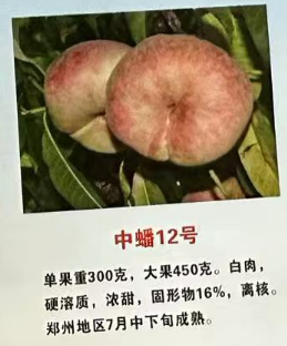 中蟠12号