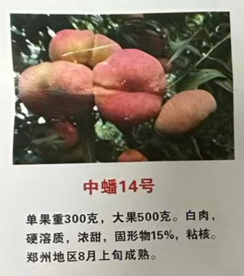 中蟠14号