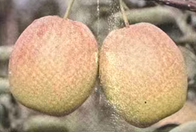 红酥宝梨树苗